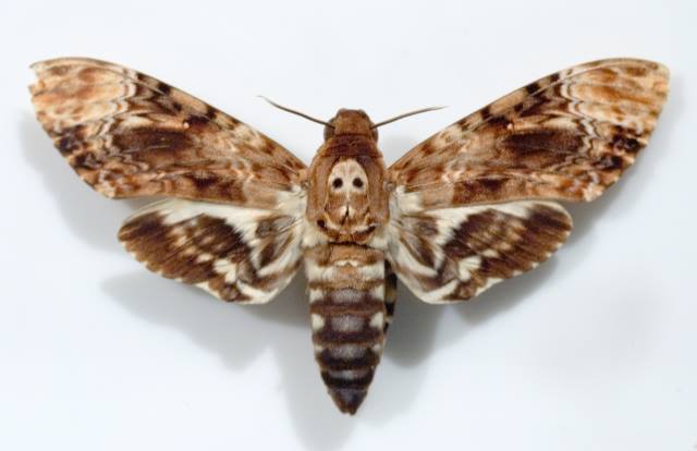 Acherontia lachesis from Silence of the Lambs