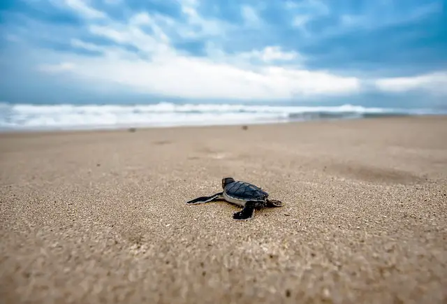 a turtle journeys to the sea